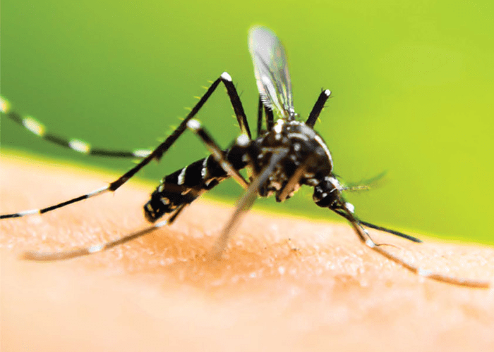 Mosquito spray services from The Mosquito Guy can get rid of mosquitoes from your back yard so you can and your guests can enjoy your next barbecue, pool party, or town event.