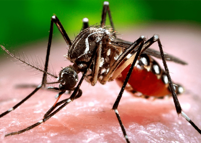 Mosquito’s Carrying the Zika Virus Found in California