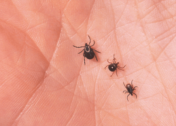 5 Effective Ways To Protect Against Ticks