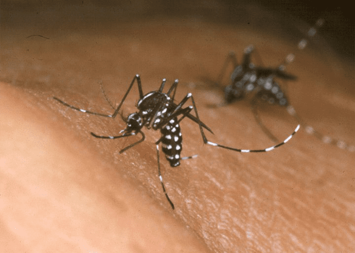 The West Nile Virus: Risks, Symptoms and Treatment