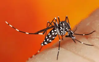 West nile virus milford ma