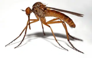 mosquito-guy-mosquito-control-norton-attlebor-north-ma