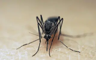 Are Mosquitoes Invading Your Home? Get A Free Inspection & $50 OFF Initial Services