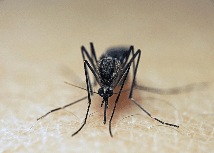 Are Mosquitoes Invading Your Home? Get A Free Inspection & $50 Off Initial Services