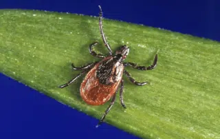 URI expert: Be ‘tick smart’ amid ‘exploding’ prevalence
