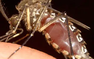 The Mosquito Guy leads the industry with innovative mosquito & tick control solutions. Find out more about our pest control services here.