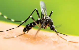 Mosquito spray services from The Mosquito Guy can get rid of mosquitoes from your back yard so you can and your guests can enjoy your next barbecue, pool party, or town event.