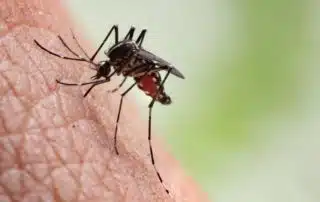 How To Prevent Ticks - The Mosquito Guy
