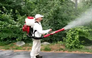 mosquito control services