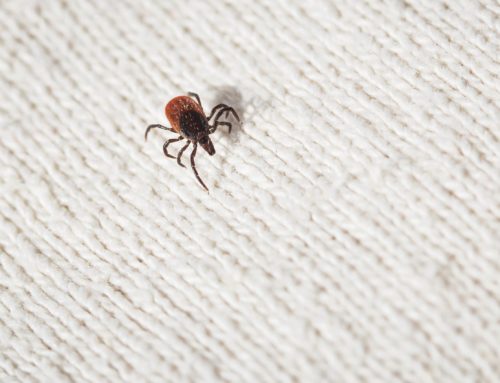 What Happens to Ticks in the Fall?