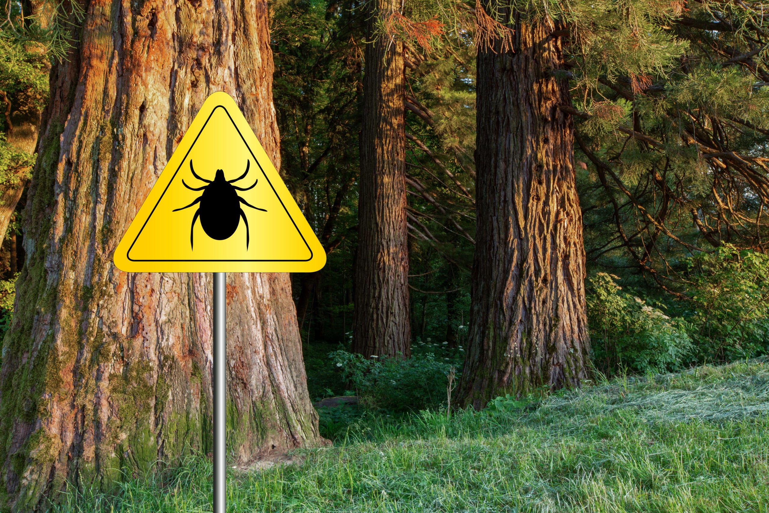 Protect Yourself Against Ticks With These Tips