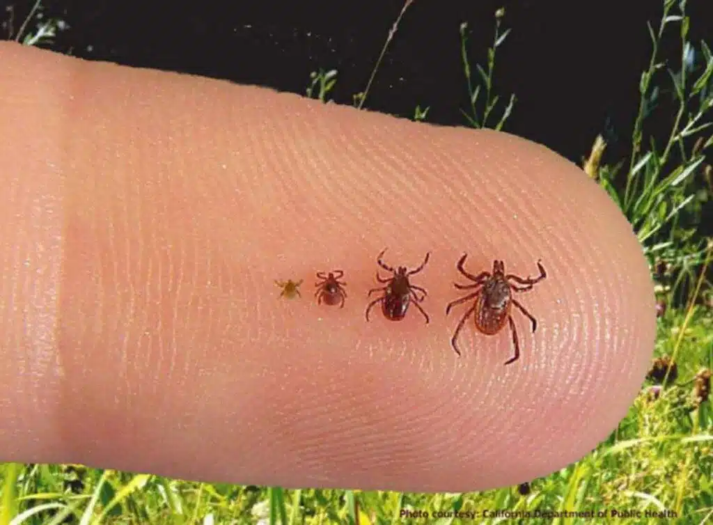 Tick Prevention Tips for a Safer Environment
