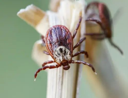 Why Choose Tick Control Company Near Me for Reliable Yard Treatments in Massachusetts